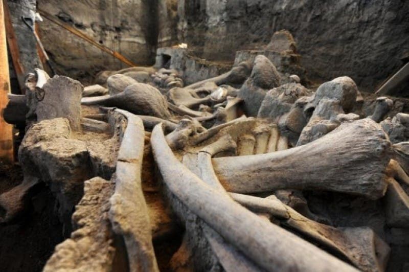restos óseos de mamut en Tultepec